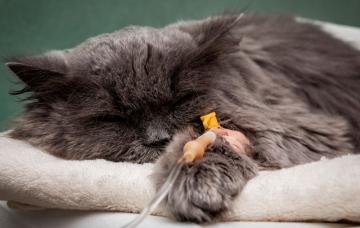 Cáncer en el gato Gato con un tratamiento para el cáncer