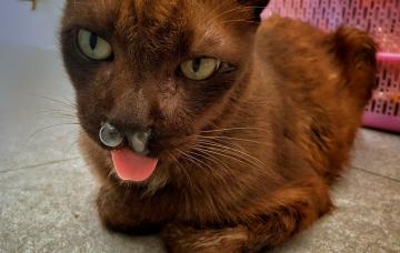 Calicivirus felino, riesgos y contagio de esta gripe en gatos Gato afectado por el calicivirus felino
