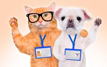 Un perro y un gato con el dni colgado del cuello