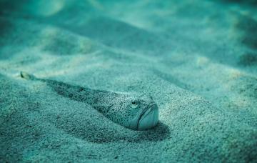 Pez araña semienterrado en la arena bajo el mar