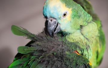 Psitacosis o fiebre del loro, cómo puede afectar a los humanos Loro con las plumas erizadas por la psitacosis