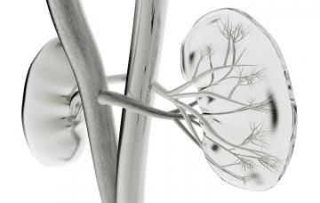 Insuficiencia renal crónica Infografía 3D de unos riñones humanos