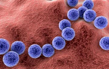 Streptococcus pyogenes