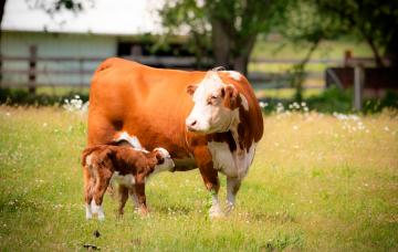 Vaca amamantando a su ternero recién nacido