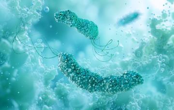 Bacteria Helicobacter pylori al microscopio Vista microscópica de la bacteria Helicobacter pylori