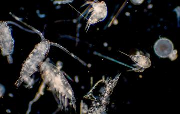 Plancton, organismos que flotan en océanos y mares Plancton al microscopio flotando en el agua