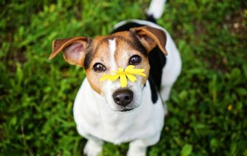 Fiebre del heno en perros y mascotas Perro Jack Russell Terrier con una flor amarilla en el hocico
