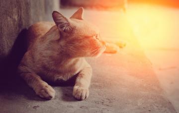 Quemaduras solares en las mascotas Gato en la calle mirando hacia el sol