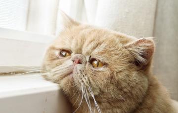 Gato con signos de demencia Gato con signos de demencia y mirada triste apoyado en la ventana