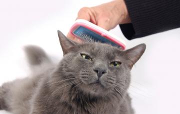 Un hombre cepilla a su gato para eliminar el exceso de pelo