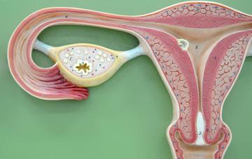 Anatomía del ovario