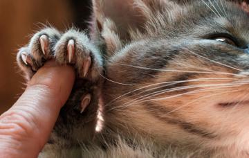 Cómo cortar las uñas a los gatos