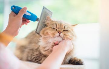 Dueña cepillando el pelo del gato