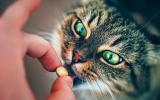 Tratamiento de la alergia en los gatos