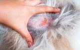 Dermatitis en la mascota por alergia