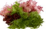 Tipos de algas comestibles