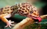 Alimentación del gecko leopardo