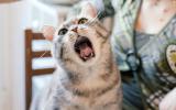 Un veterinario explora la boca de un gato