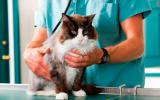 Un veterinario vacuna a un gato