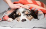 Beneficios de vacunar a tu perro 