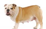 Perra de raza bulldog con las glándulas mamarias hinchadas