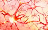 Muerte de neuronas provocan demencia