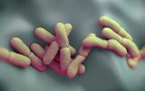 Bacteria Yersinia pestis causante de la peste