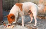 Causas de la gastroenteritis canina