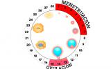 Ilustración del ciclo menstrual