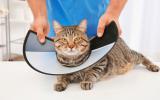 Veterinario colocando el collar isabelino a un gato