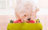 Un perro comiendo comida casera