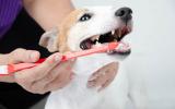 Mujer cepillando los dientes a su perro