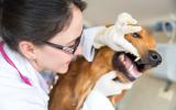 Una veterinaria examina la boca de un perro