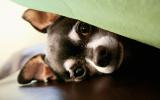 Consecuencias del miedo al ruido en la salud del perro