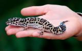 Gecko leopardo sobre la palma de una mano