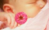 Bebé dormido sujetando una flor