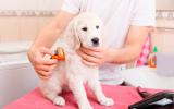 Consejos para mantener una buena higiene canina
