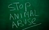 Cómo denunciar el maltrato de animales