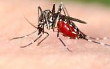 Día del paludismo en las Américas