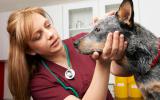 Perro con Alzhéimer canino en el veterinario