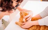 Veterinario diagnosticando conjuntivitis en un gato