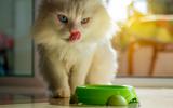 Gato persa alimentándose 