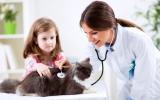 Salud del gato persa en el veterinario