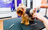 Yorkshire terrier en una peluquería canina
