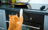 Intoxicación en el gato por alimentos caseros