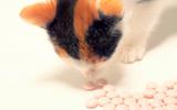 Gato comiendo medicamentos de uso humano