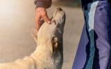 Lenguaje corporal en la educación positiva de tu perro