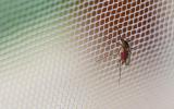 Mosquitera para la prevención del dengue