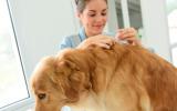 Tratamiento y prevención de las picaduras de garrapata en el perro