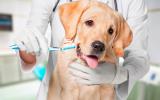 Tratamiento de las enfermedades dentales caninas